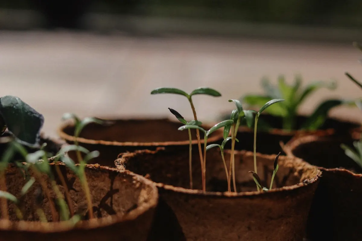 Seedlings growing in small pots